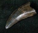 Nanotyrannus Tooth - Montana #13048-1